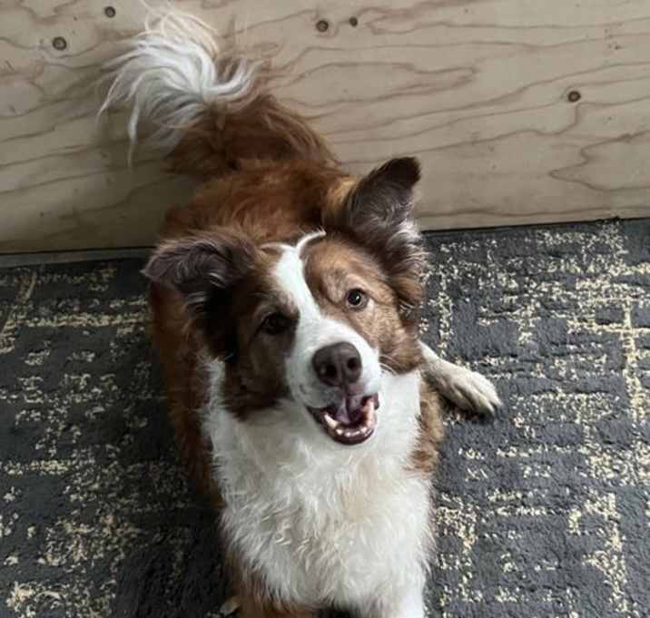 Photo of Rue (a courtesy listing in Fenton, MO)