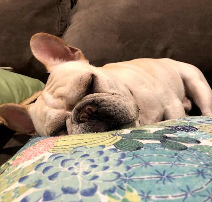 Photo of Milo