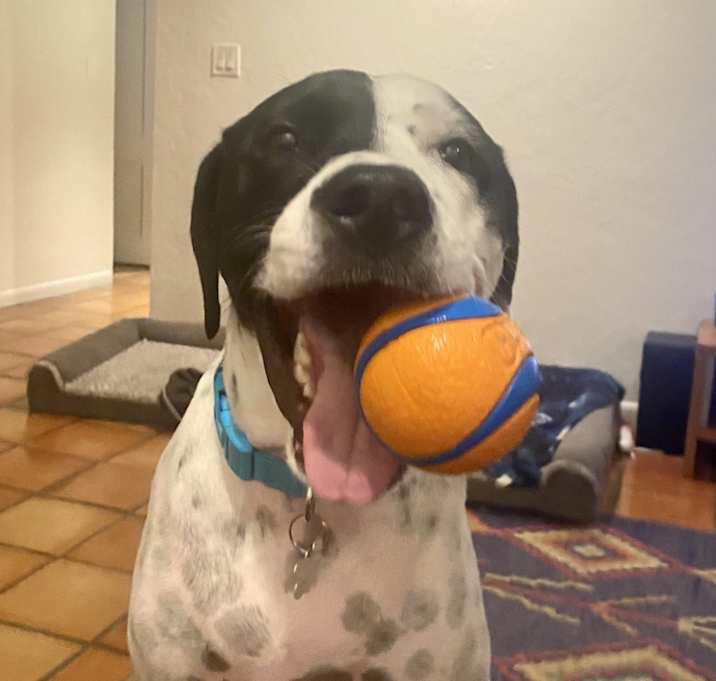 Photo of Domino
