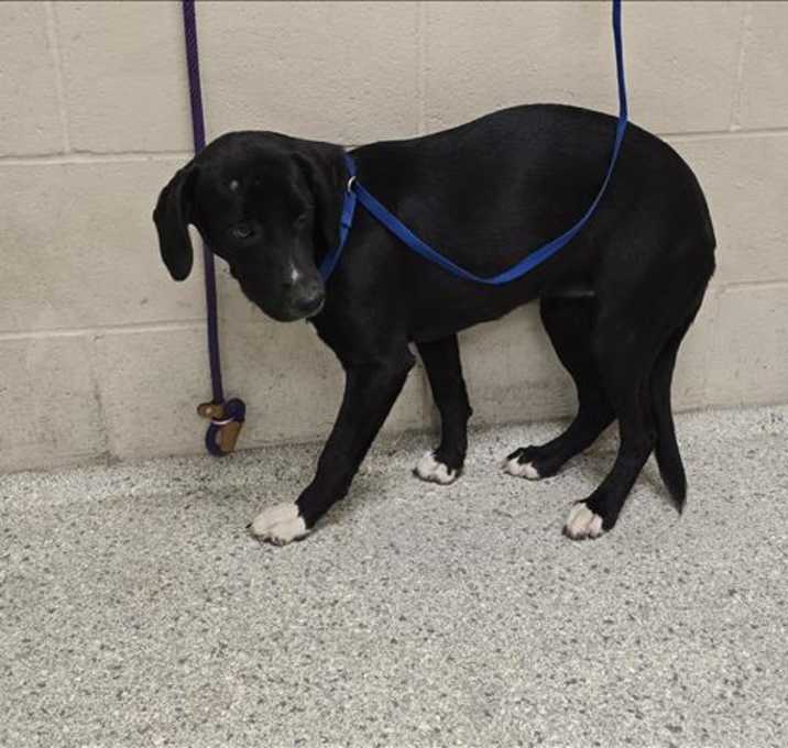 Photo of PEPPER