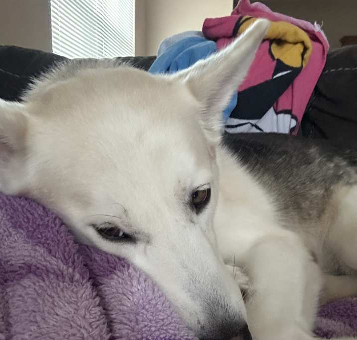 Photo of Luna