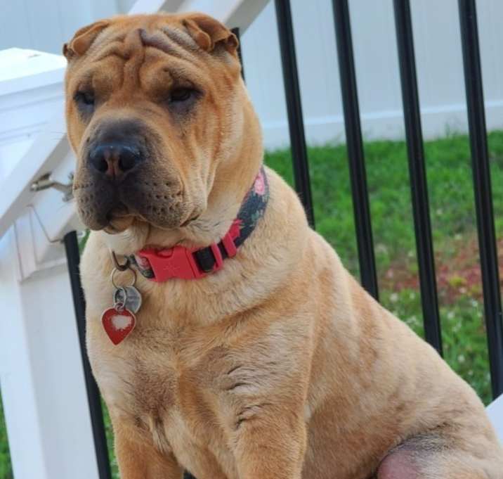 Photo of Sheba