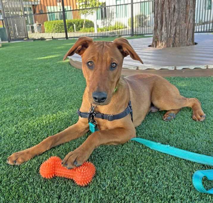 Photo of Cinnamon