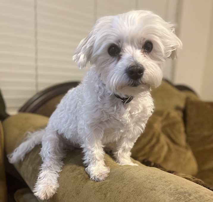 Photo of Milo