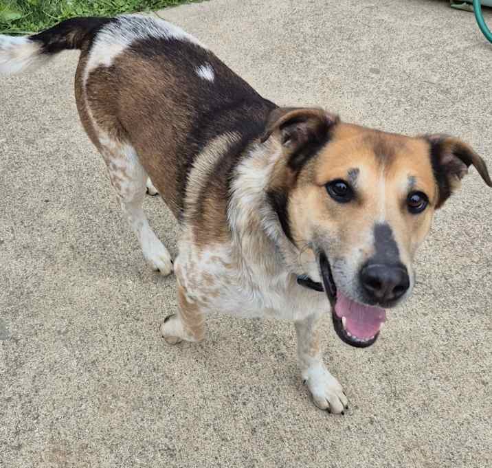 Photo of Bindi