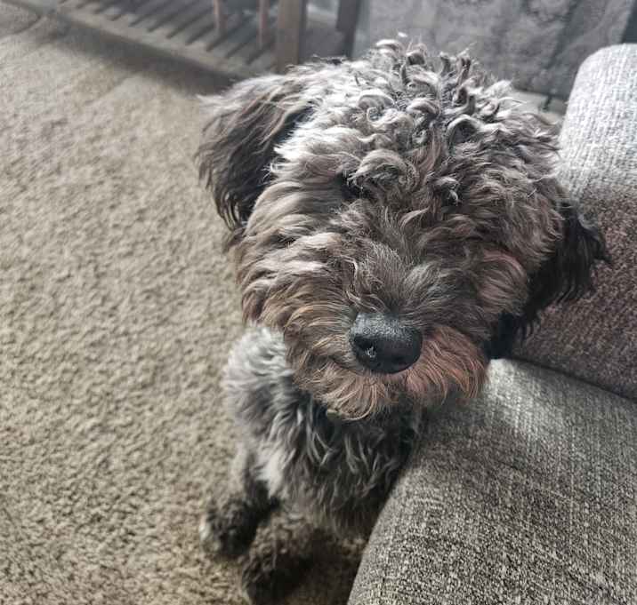 Photo of Stella