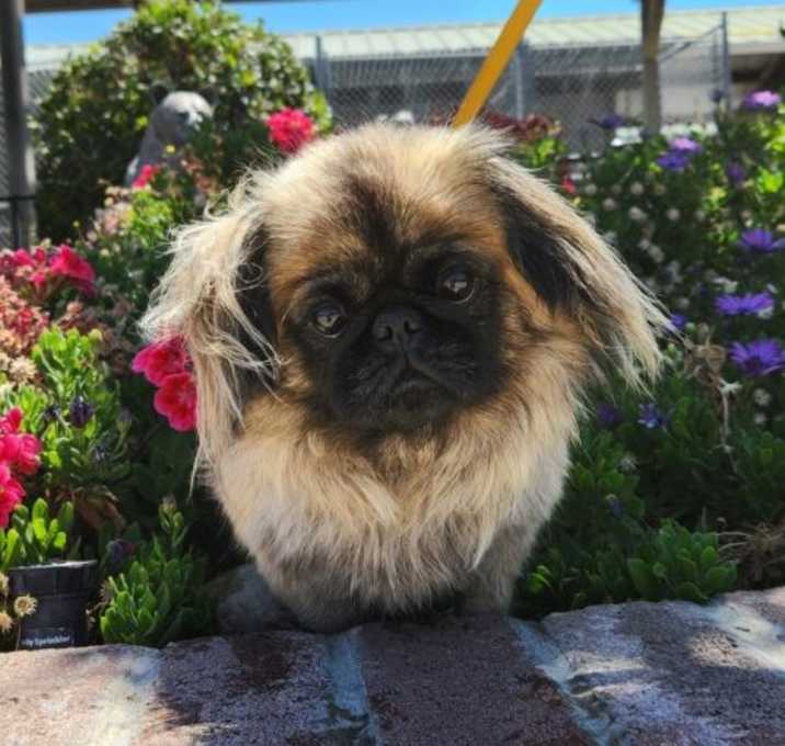 Photo of Boo