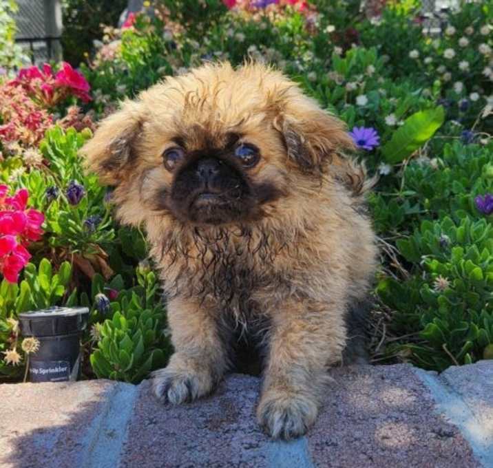 Photo of Peek