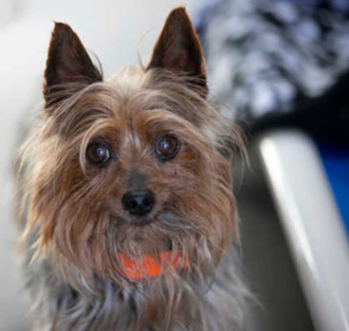 Photo of Petey