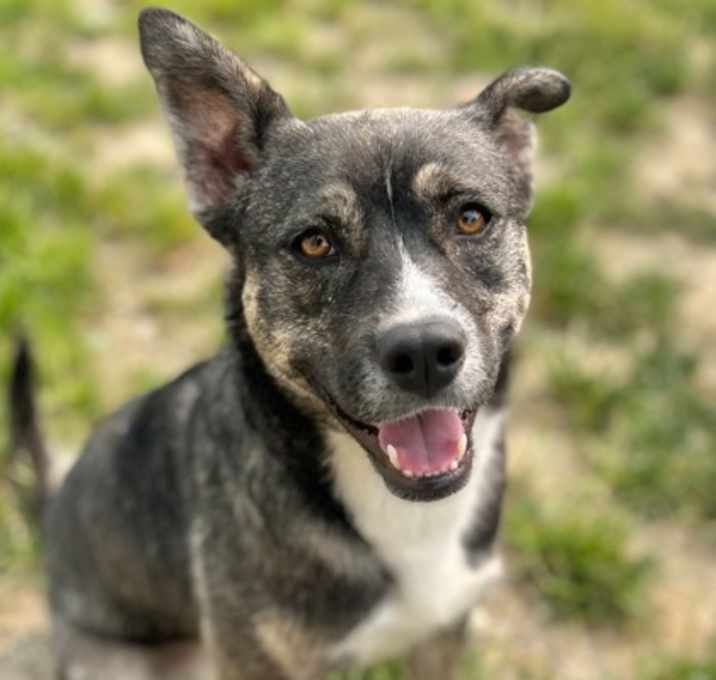 Photo of Pebbles