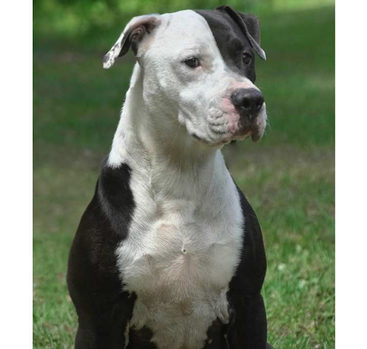 Photo of oreo