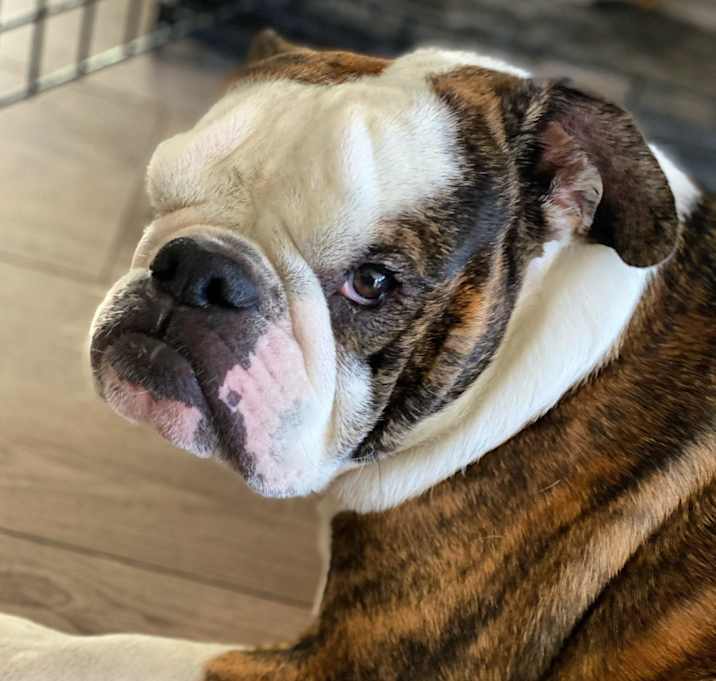 Photo of Dexter