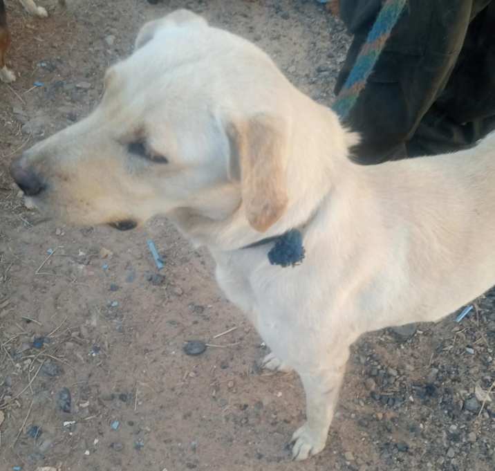 Photo of Elsa