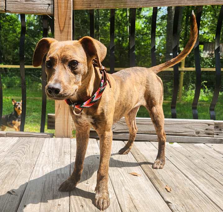 Photo of Dixie