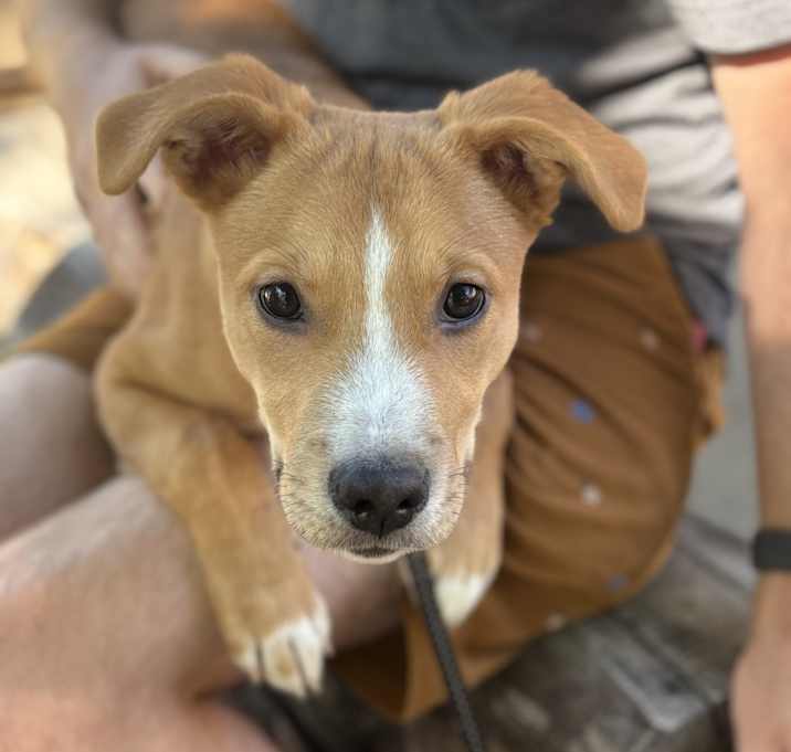 Photo of Whiskey