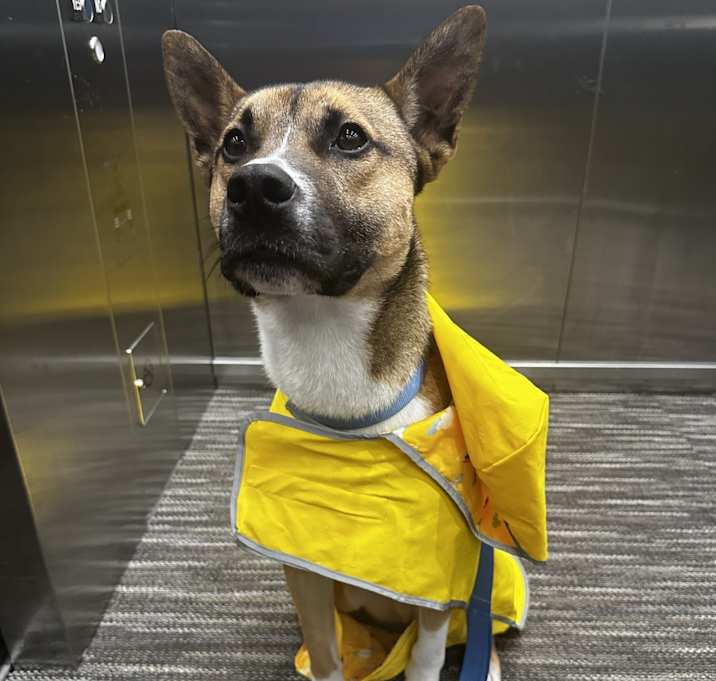 Photo of Koda