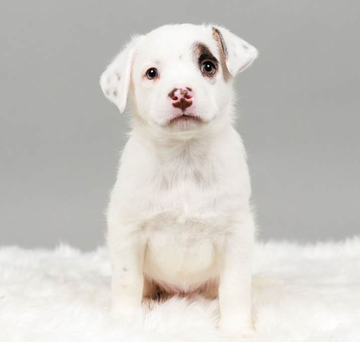 Photo of Mochi