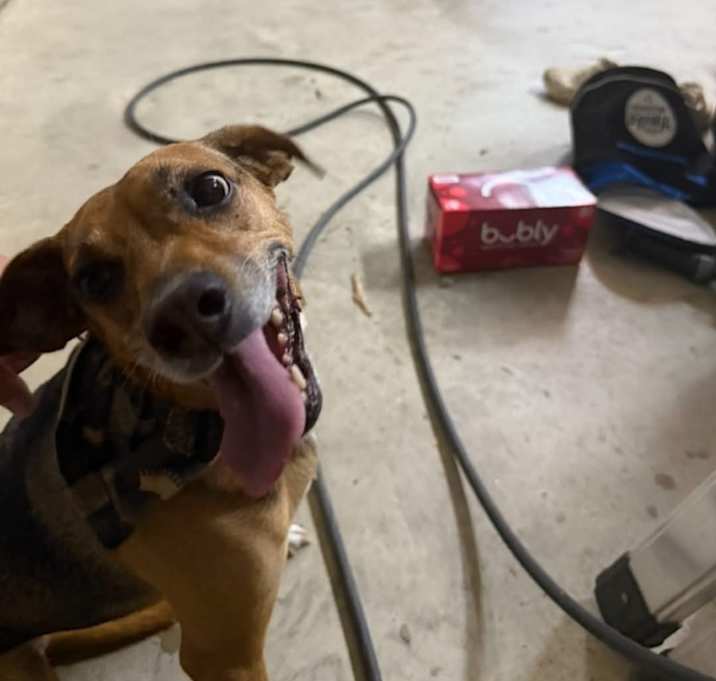 Photo of Luna