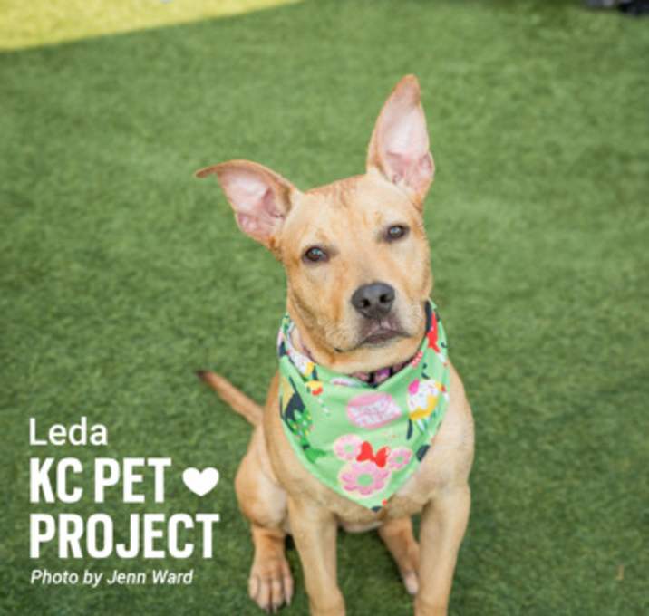 Photo of Leda