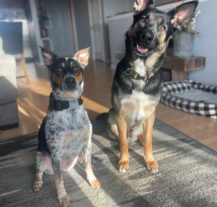 Photo of Ruger