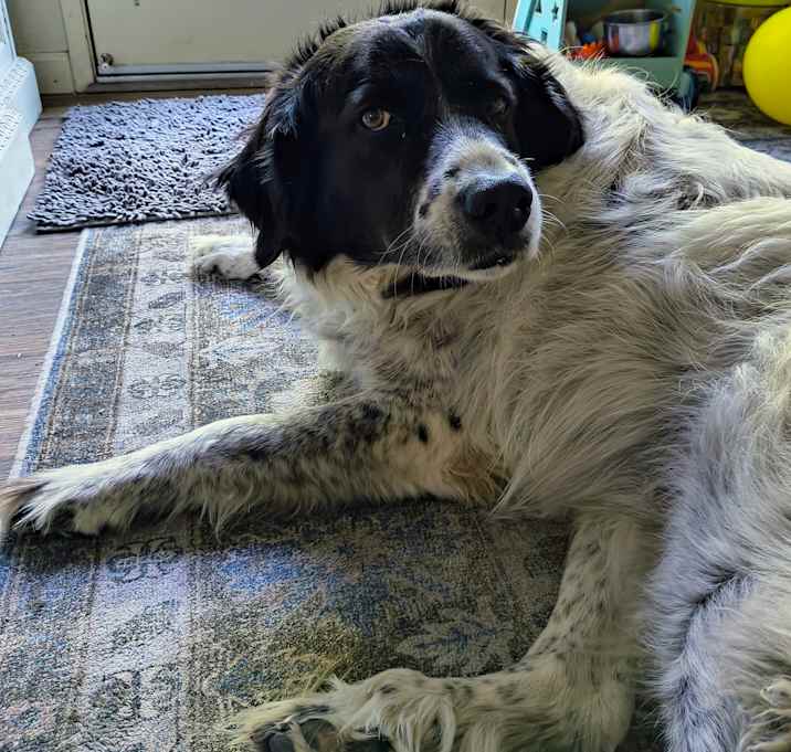Photo of Pepper
