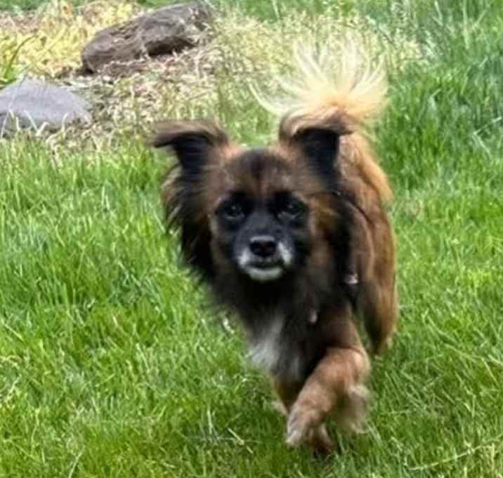 Photo of Wookie