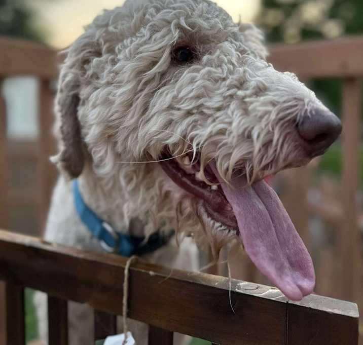 Photo of Theo