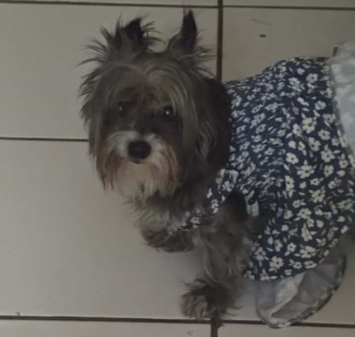 Photo of luna