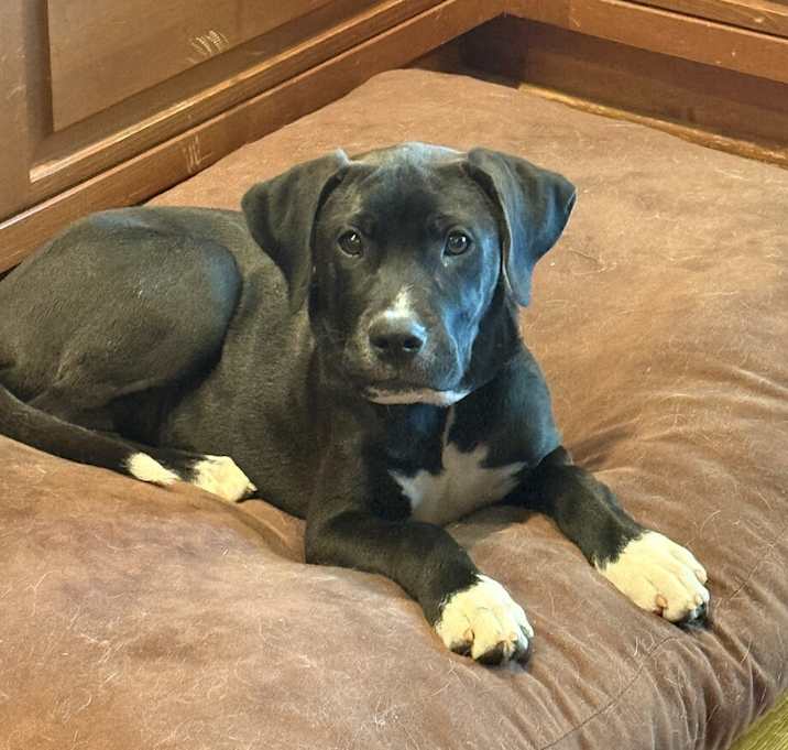 Photo of Rosie