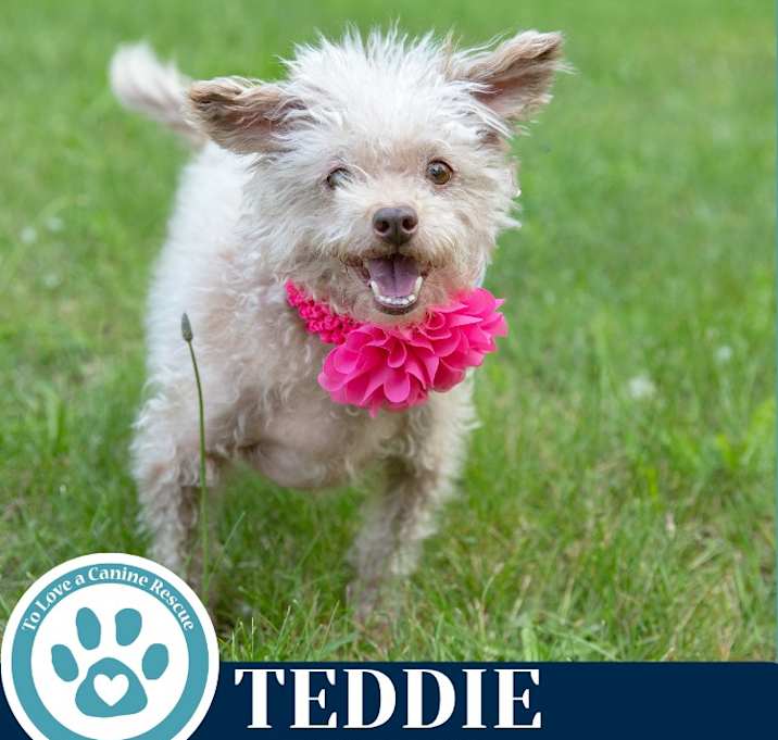 Photo of Teddie 053125