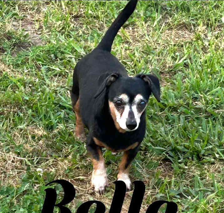 Photo of Bella