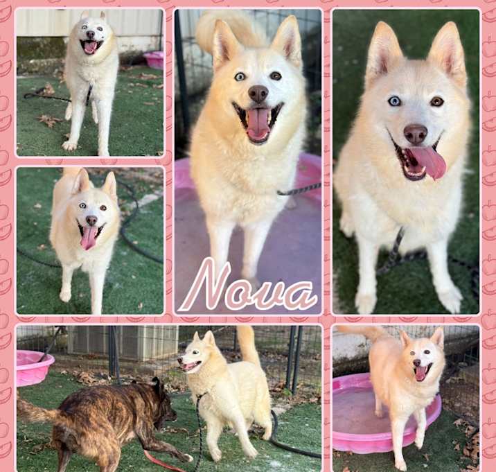 Photo of Nova