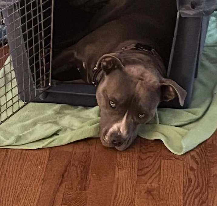 Photo of Lola