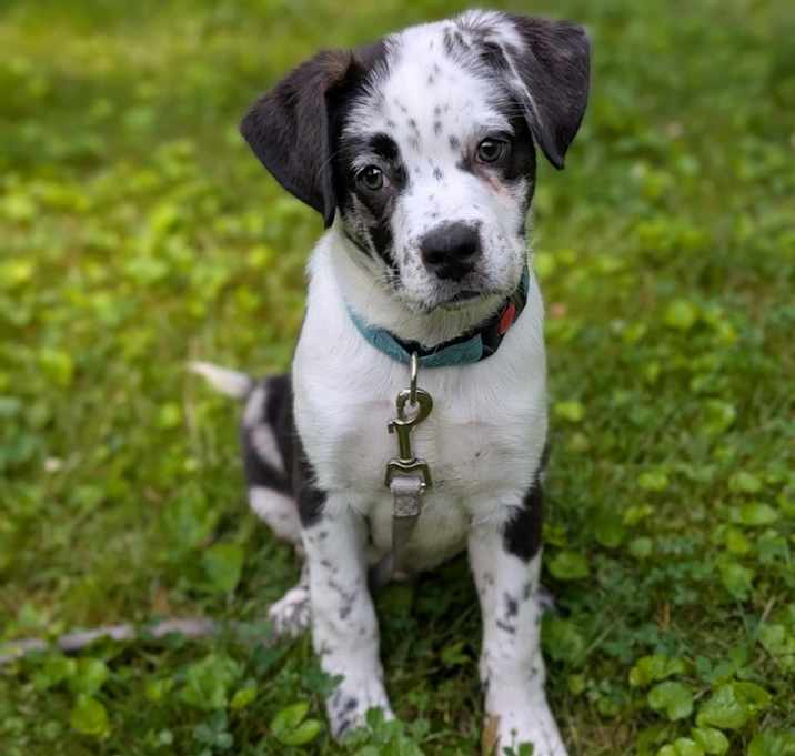 Photo of Oswald