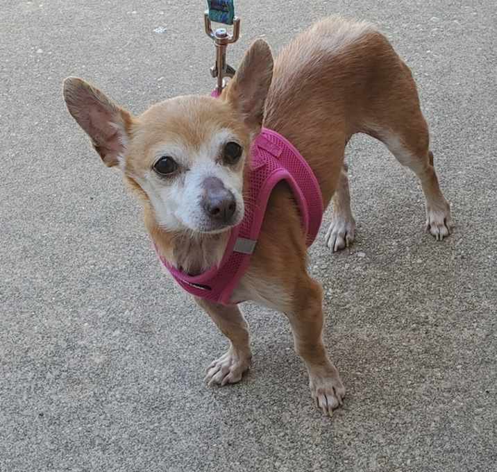 Photo of Macho