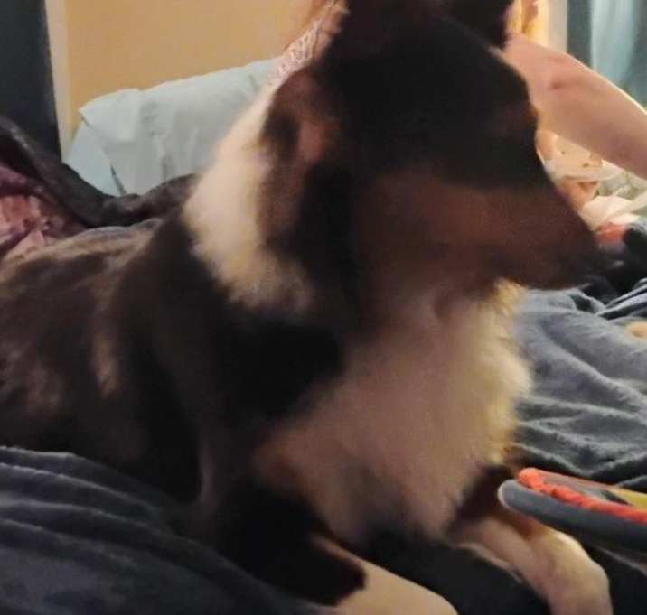 Photo of Pudgy