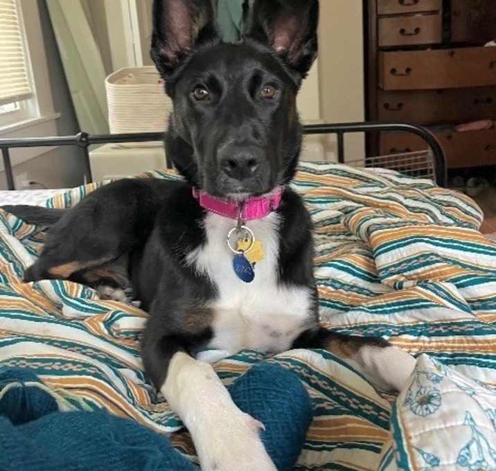 Photo of Juno