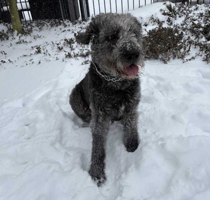 Photo of Indi