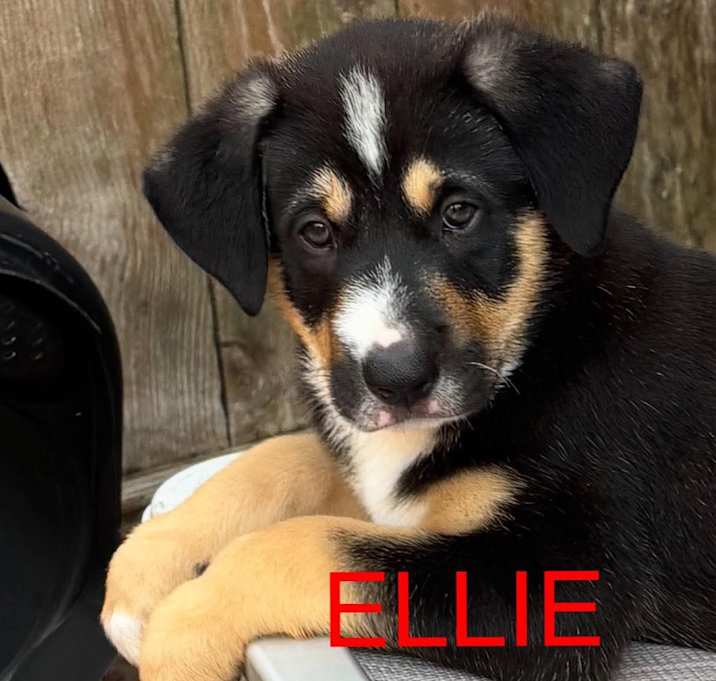 Photo of ELLIE