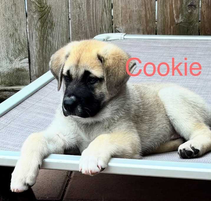 Photo of COOKIE