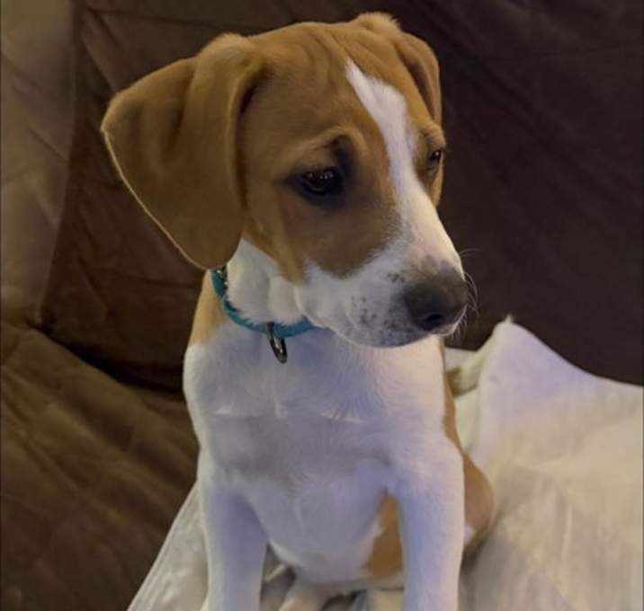 Photo of Bailey