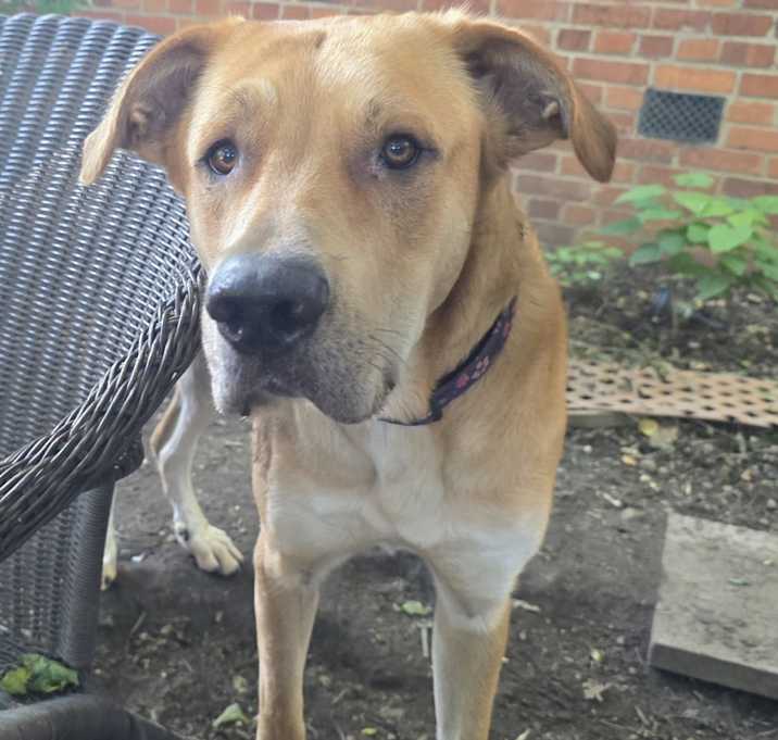 Photo of Lily