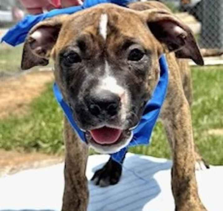 Photo of Maximus in CT