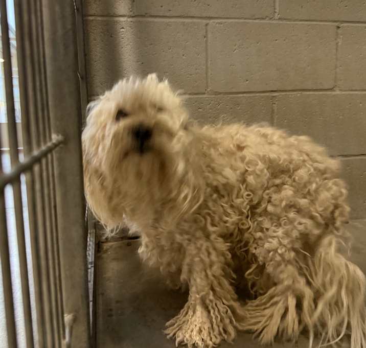 Photo of HSOY-Stray-117966