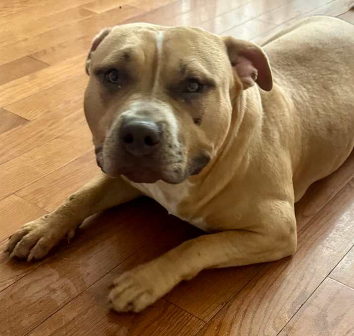Photo of Nala