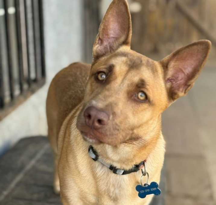 Photo of Nala