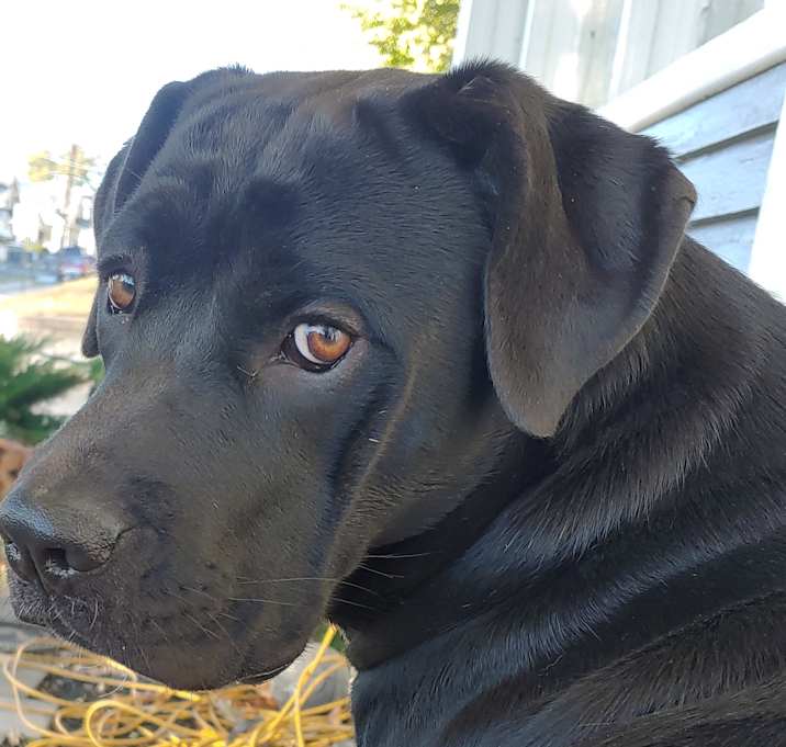 Photo of Raven