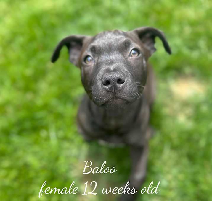 Photo of Baloo