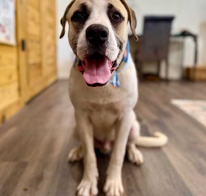 Photo of Barley