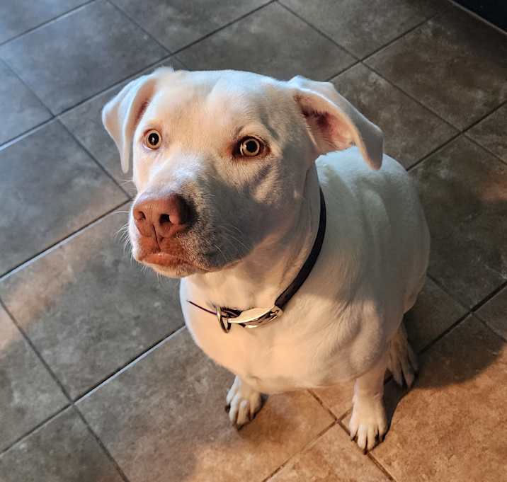 Photo of Luna